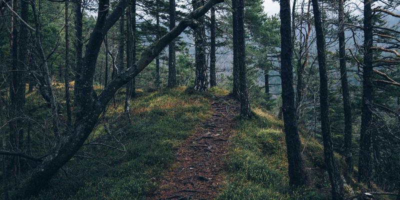 香港IEX API接口开发:赋能国际物流与量化交易的未来引擎